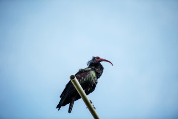 himmeblau-Blog-Waldrapp-Burghausen