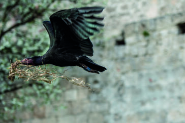 himmeblau-Blog-Waldrapp-Burghausen