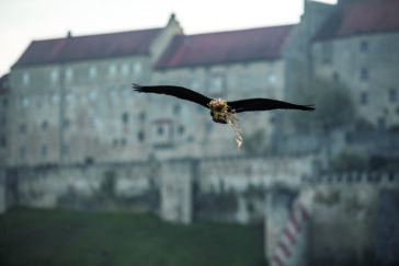 himmeblau-Blog-Waldrapp-fliegt-über-Burghausen