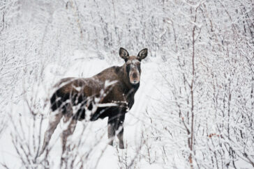 himmeblau-Blog-Lofoten-Norwegen-Elch-im-Schnee