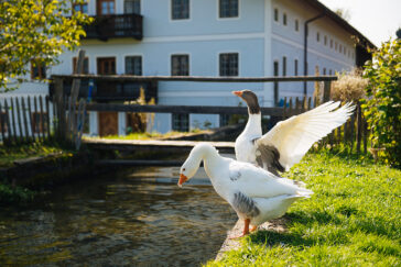 himmeblau-Blog-Gänse-vor-der-Mühle