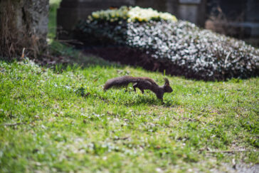 himmeblau-Blog-Eichhörnchen-auf-Friedhof