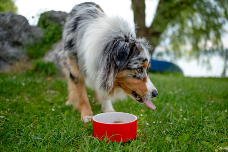 himmeblau-Blog-Herrmanns-Manufaktur-Australian-Shepherd