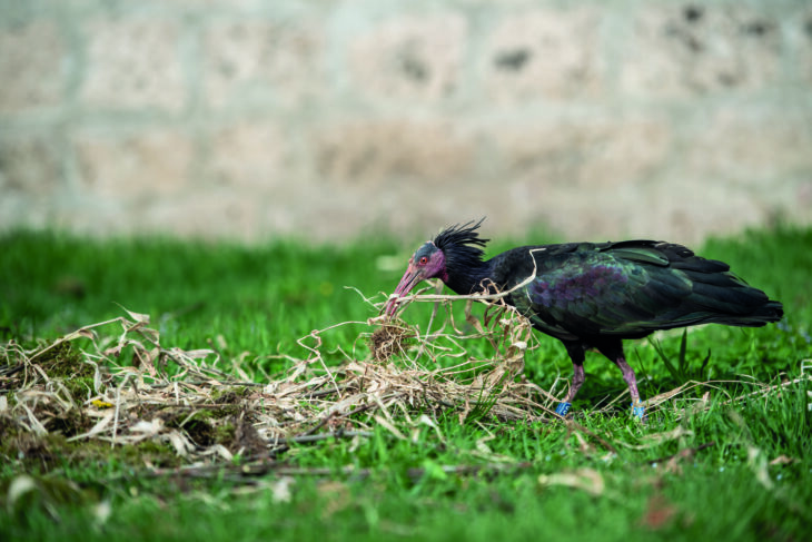 himmeblau-Blog-Waldrapp-Burghausen