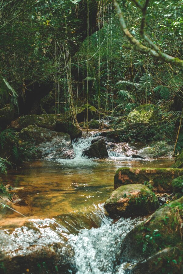 Ein Bach durch einen Wald