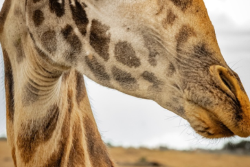 Ein Porträt einer Giraffe im kenianischen Nationalpark Maasai Mara.