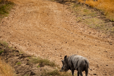 Ein Zebra und ein Wildschwein, getrennt durch eine breite, steinige Straße. Aufgenommen wurde dieses Foto im kenianischen Nationalpark Maasai Mara.