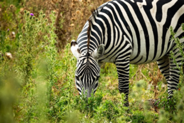 Ein Zebra im kenianischen Nationalpark Maasai Mara.